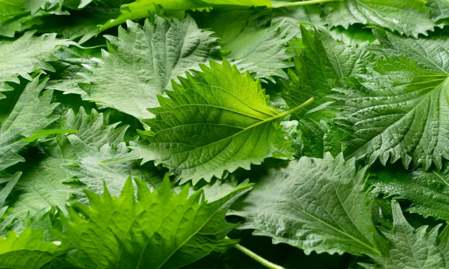 シソ科の植物に含まれるロスマリン酸とは？その成分と基本情報について｜機能性植物研究所